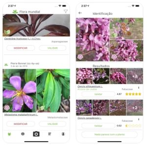 Melhores aplicativos para identificar plantas